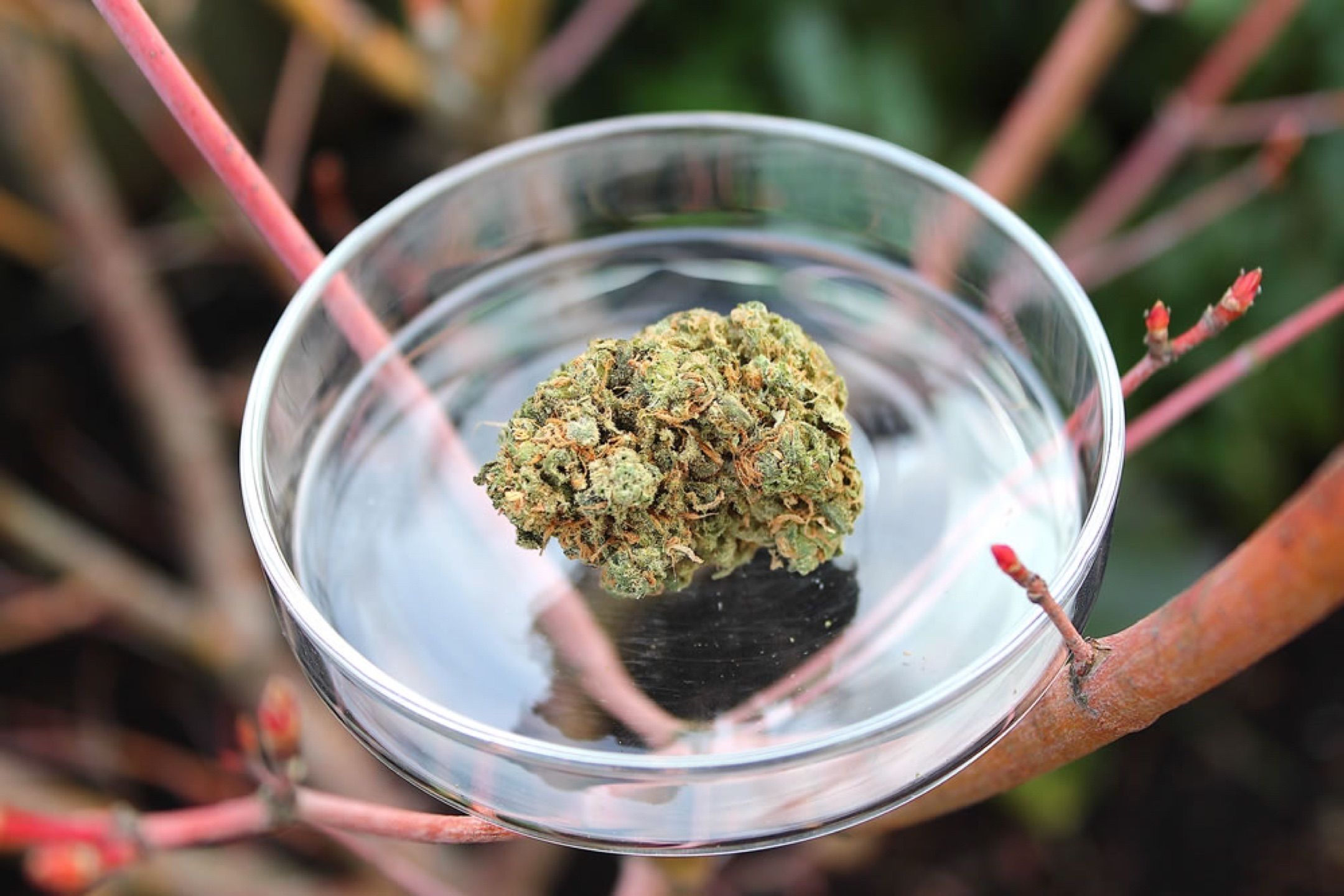 Godfather OG growlog header