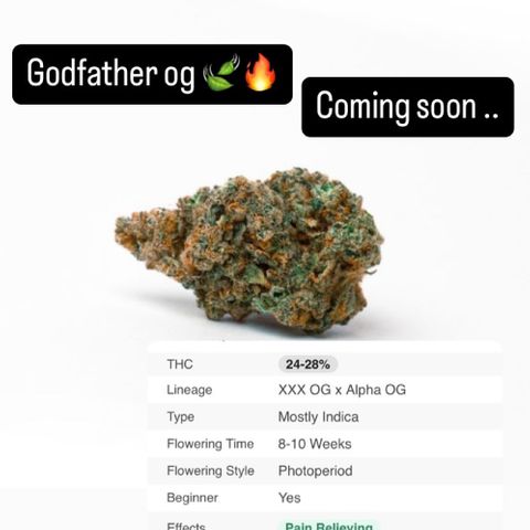 Godfather OG growlog photo