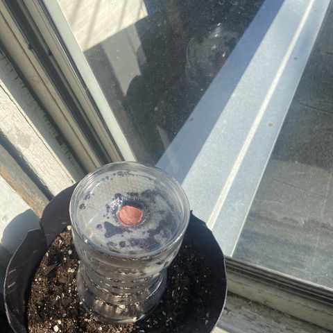 Godfather OG growlog photo