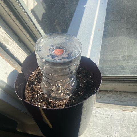 Godfather OG growlog photo