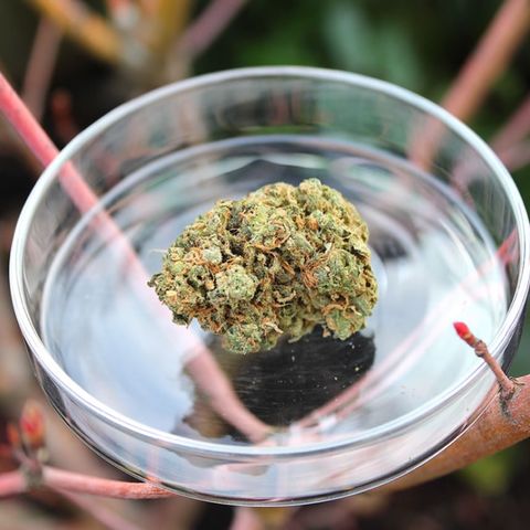 Godfather OG growlog photo