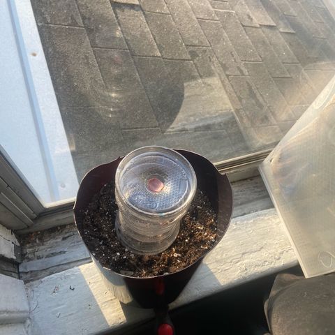 Godfather OG growlog photo: Seedling still hasn’t come up temps have been good in my room and it’s the plants fist day getting ab 10 hours of natural sunlight , the seedling should be out tomorrow but let’s see might take longer since I’m doing natural sun light 