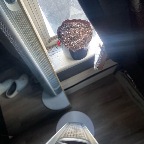 Godfather OG growlog photo: Today the seedling came out and I’ve watered it this morning but I will be watering the tio to keep moist atleast 2 times a day depending how fast dirt dries 