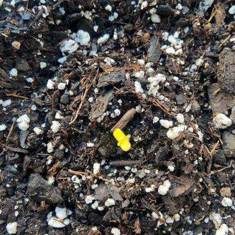 Godfather OG growlog photo: Today the seedling came out and I’ve watered it this morning but I will be watering the tio to keep moist atleast 2 times a day depending how fast dirt dries 