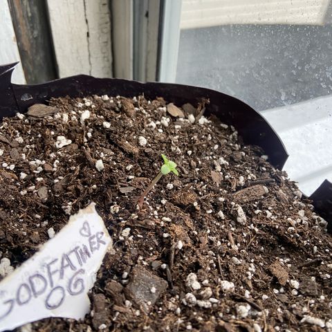 Godfather OG growlog photo: Growing good temps on the room are 70-75 and it’s getting about 9 to 10 hours of light in general 