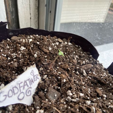 Godfather OG growlog photo: Growing good temps on the room are 70-75 and it’s getting about 9 to 10 hours of light in general 
