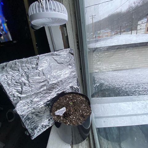 Godfather OG growlog photo: Growing good temps on the room are 70-75 and it’s getting about 9 to 10 hours of light in general 