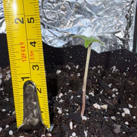 Godfather OG growlog timeline photo
