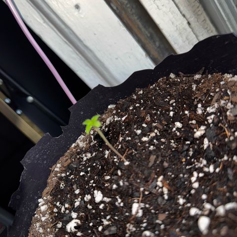 Godfather OG growlog timeline photo