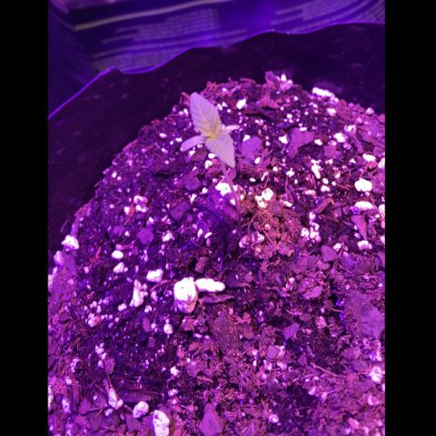 Godfather OG growlog photo: Growing a lil slow so put in grow rent until I get my light 