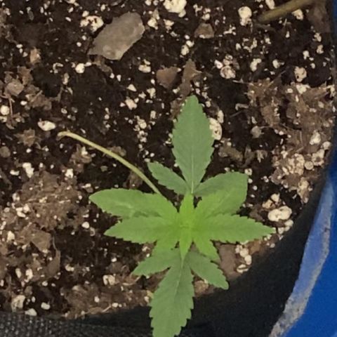Godfather OG growlog photo: Plants leafs are growing but stun is still thin idk what’s going on 