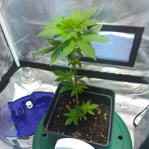 Esqueje mendocino  growlog photo: Defoliacion de hojas cortadas 