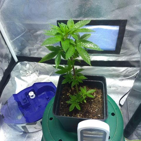 Esqueje mendocino  growlog timeline photo