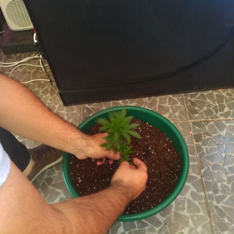 Esqueje mendocino  growlog timeline photo