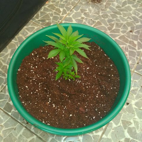 Esqueje mendocino  growlog timeline photo