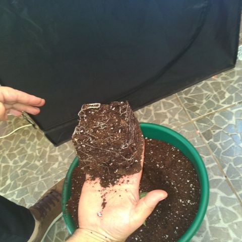 Esqueje mendocino  growlog timeline photo