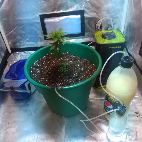Esqueje mendocino  growlog timeline photo