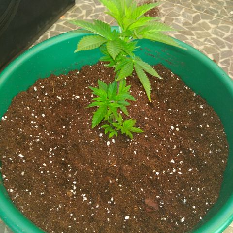 Esqueje mendocino  growlog timeline photo
