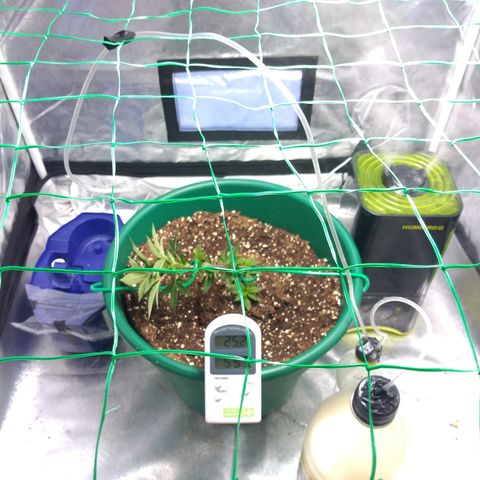 Esqueje mendocino  growlog timeline photo