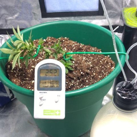 Esqueje mendocino  growlog timeline photo