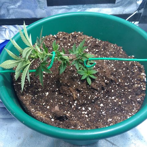 Esqueje mendocino  growlog timeline photo