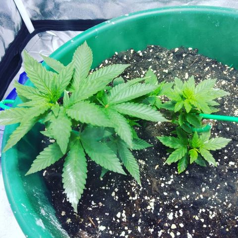 Esqueje mendocino  growlog photo: Recuperación del Super Crooping 