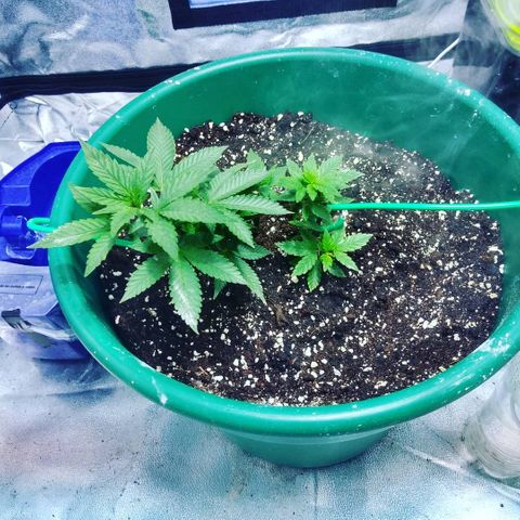 Esqueje mendocino  growlog photo: Recuperación del Super Crooping 