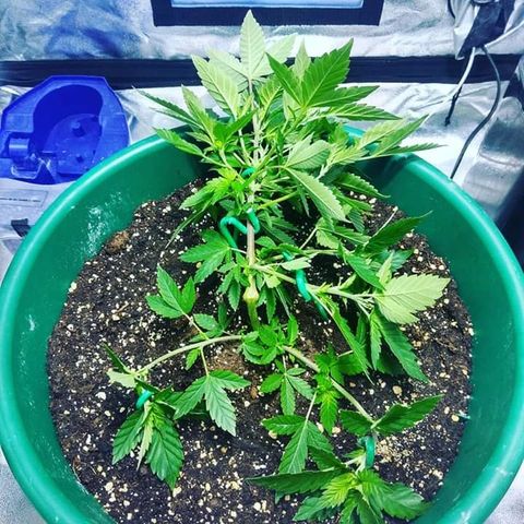 Esqueje mendocino  growlog timeline photo