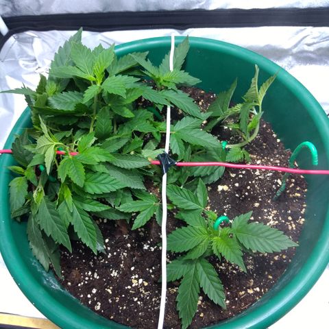 Esqueje mendocino  growlog timeline photo