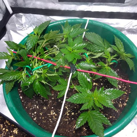 Esqueje mendocino  growlog timeline photo