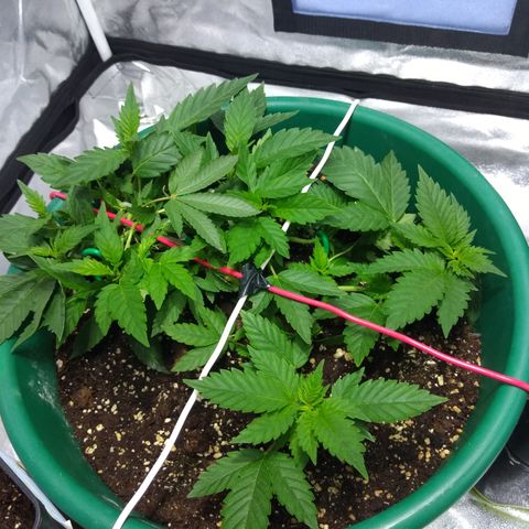 Esqueje mendocino  growlog timeline photo