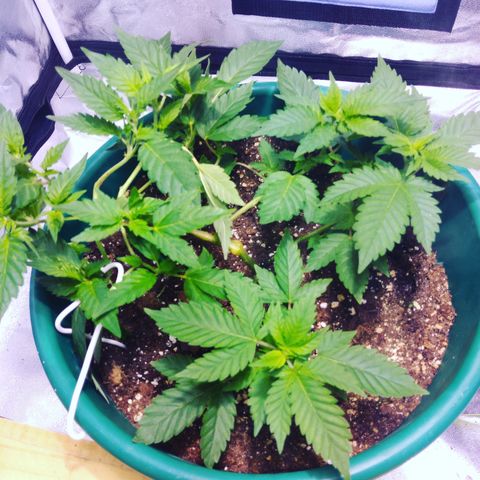 Esqueje mendocino  growlog timeline photo