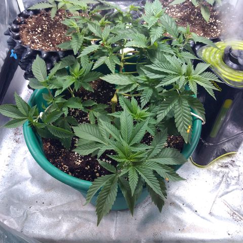 Esqueje mendocino  growlog timeline photo