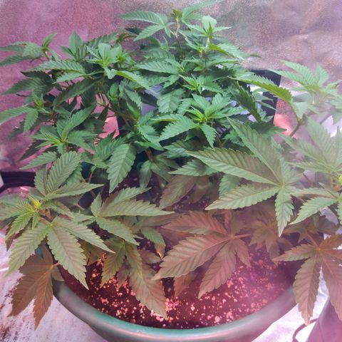 Esqueje mendocino  growlog timeline photo