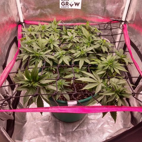Esqueje mendocino  growlog timeline photo