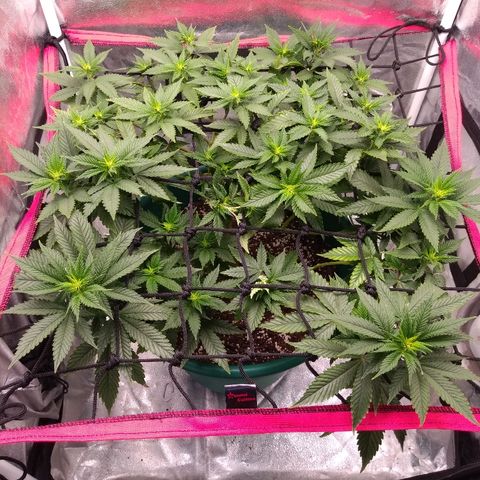 Esqueje mendocino  growlog timeline photo