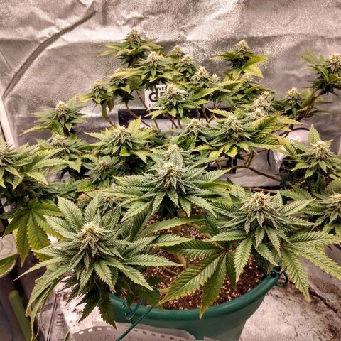 Esqueje mendocino  growlog timeline photo