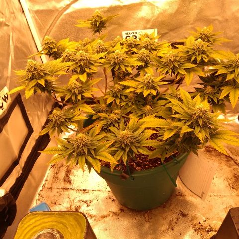 Esqueje mendocino  growlog timeline photo