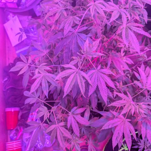 White Widow growlog photo: On the last month before flowering 