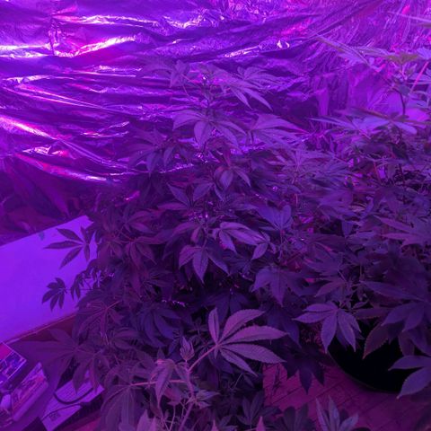 White Widow growlog photo: On the last month before flowering 