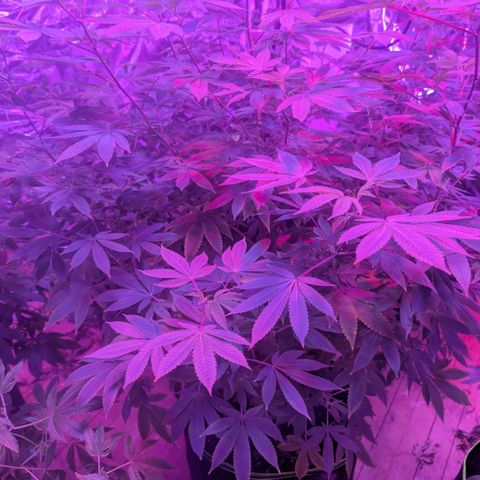 White Widow growlog photo: On the last month before flowering 