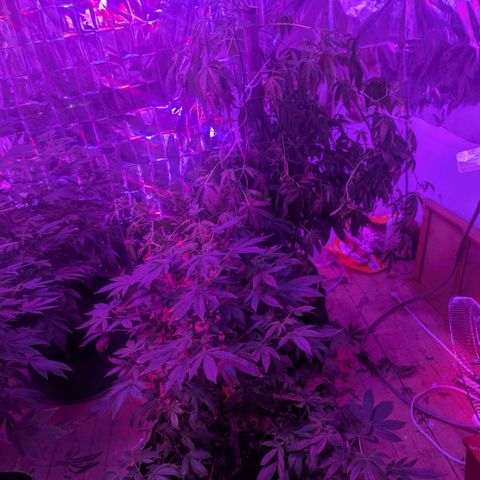White Widow growlog photo: On the last month before flowering 
