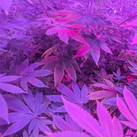 White Widow growlog photo: On the last month before flowering 