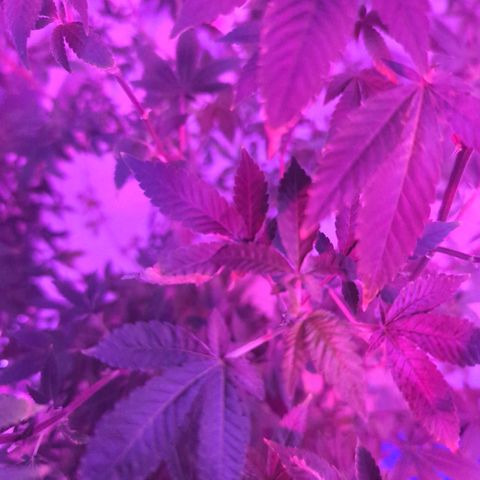 White Widow growlog timeline photo