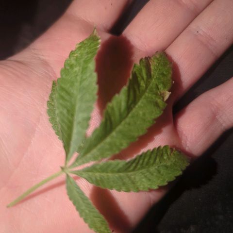 White Widow growlog timeline photo