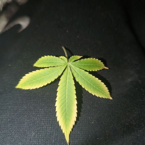 White Widow growlog photo: What is this from