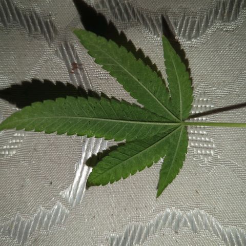 White Widow growlog timeline photo