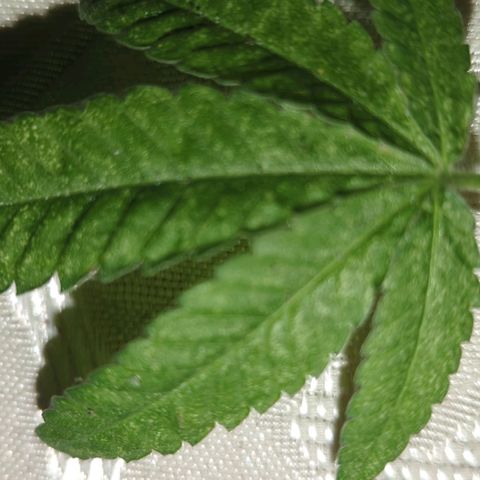 White Widow growlog timeline photo