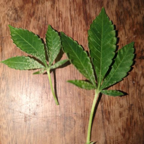 White Widow growlog timeline photo