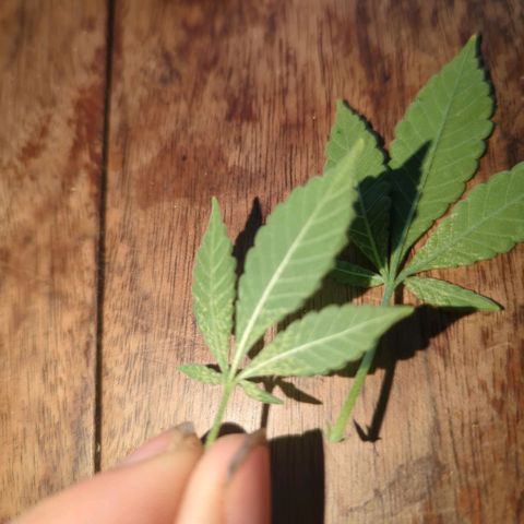 White Widow growlog timeline photo